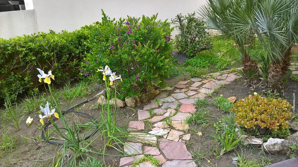 Tulipano Alghero